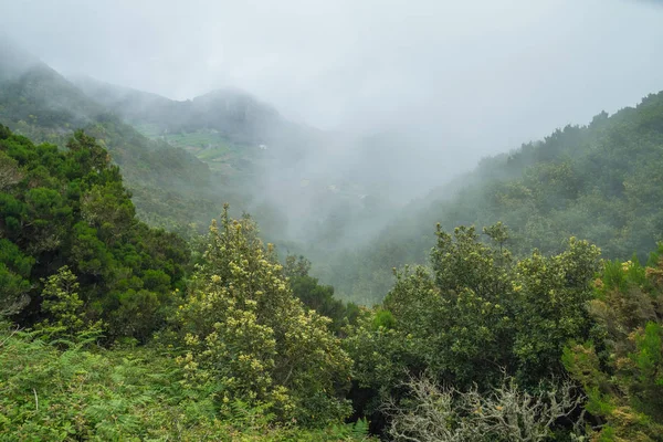 Estrada e árvores em Tenerife. Espanha . — Fotografia de Stock