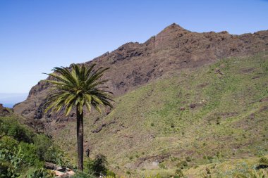 Tenerife, güzel doğası. Güneş ve sıcak hava koşulları.