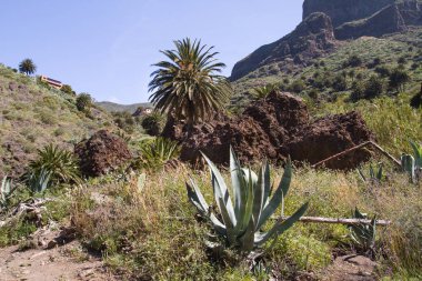 Tenerife, güzel doğası. Güneş ve sıcak hava koşulları.