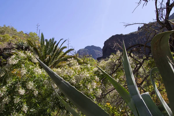 Schöne Natur auf Teneriffa. Sonne und warmes Wetter. — Stockfoto