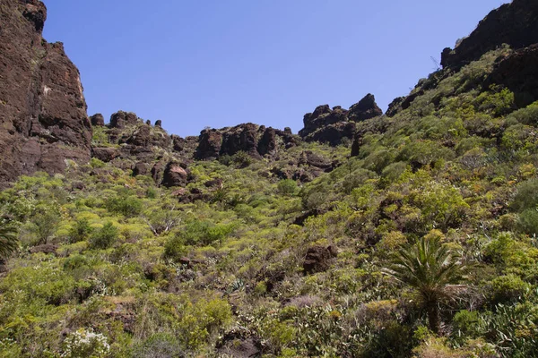 Gyönyörű természet, Tenerife. Nap és meleg időjárási körülmények között. — Stock Fotó