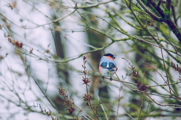 Schöner Vogel am Baum. Natur und frische Luft. — Stockfoto
