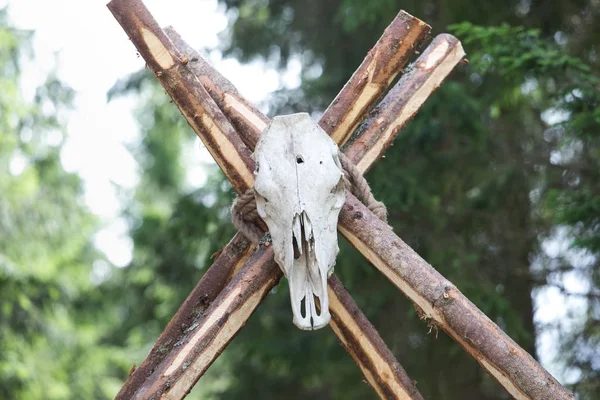 Esqueleto de búfalo en la madera, Letonia, ciudad Tukums . — Foto de Stock