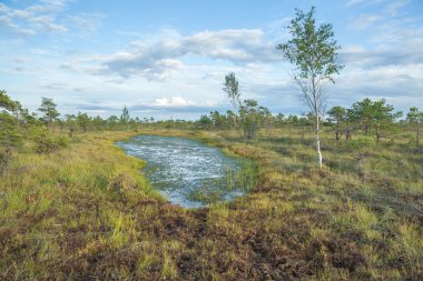 Letonya Ulusal bataklık park.