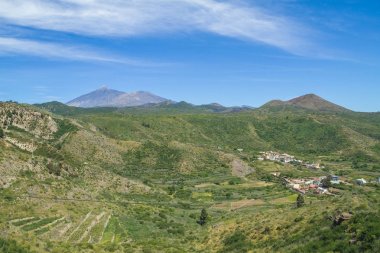 Tepeler ve Tenerife ağaçlara. İspanya.