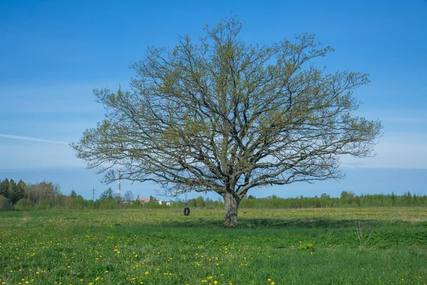 Letonya çayırda meşe ağacı. Seyahat fotoğraf.