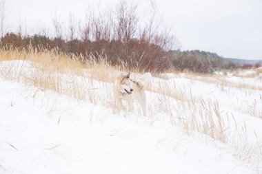 Kış Letonya, Baltık Denizi. Köpek ve temiz hava, Ocak. 