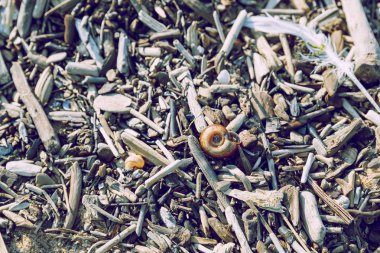 Kabuklu deniz ürünleri ve doğa. Baltık Denizi, Dekorasyon.
