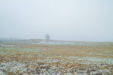 Çayır yaşlı ağaçlarda. Smog. Kış, Letonya. 2011