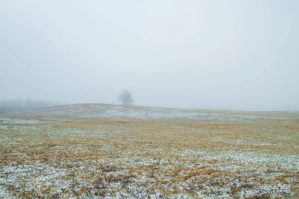 草原にある古い木。スモッグ。冬、ラトビア。2011 — ストック写真