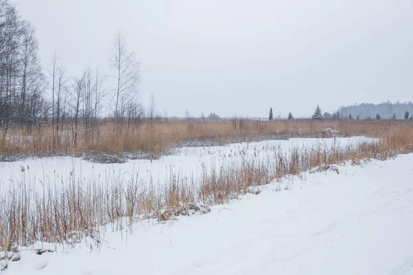 Tour d'observation des oiseaux dans le lac Kanieris, Lettonie. 2018 — Photo