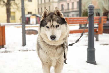 Köpek, Husky ve eski şehir merkezi,
