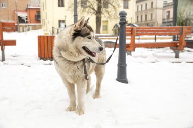 Köpek, Husky ve eski şehir merkezi,
