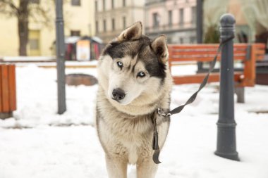 Köpek, Husky ve eski şehir merkezi,