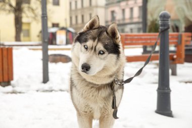 Köpek, Husky ve eski şehir merkezi,