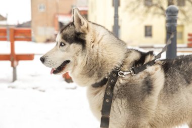 Köpek, Husky ve eski şehir merkezi,