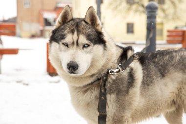 Köpek, Husky ve eski şehir merkezi,