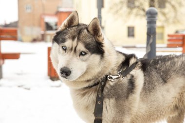 Köpek, Husky ve eski şehir merkezi,