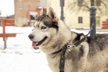Köpek, Husky ve eski şehir merkezi,
