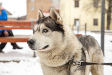Köpek, Husky ve eski şehir merkezi,