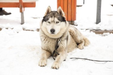 Köpek, Husky ve eski şehir merkezi,
