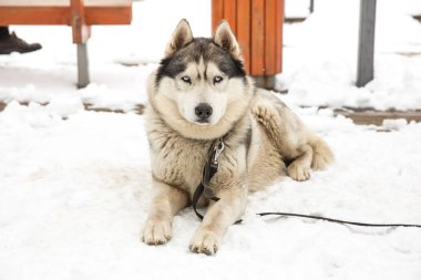 Köpek, Husky ve eski şehir merkezi,
