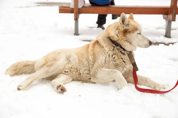 СобаЄ, центр Husky та Старого міста, — стокове фото