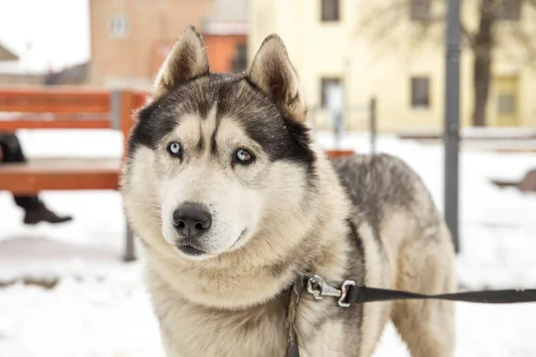 Dog, Husky and old city center,