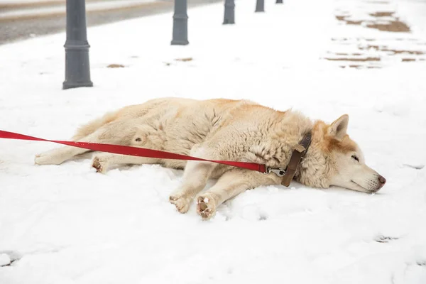 СобаЄ, центр Husky та Старого міста, — стокове фото