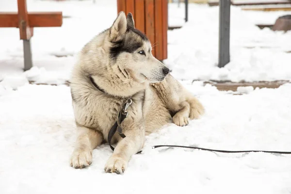 Dog, Husky and old city center,