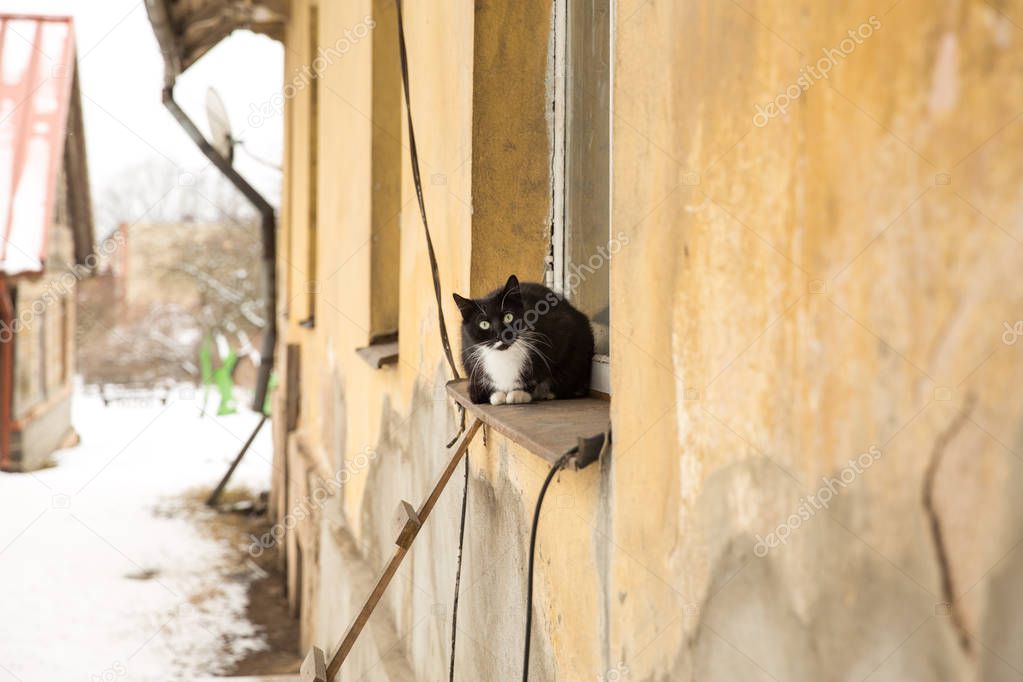 Cat and old house, urban city space.