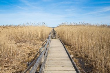 Kuş gözlem yeri göl Kanieris, Letonya'da. 2018