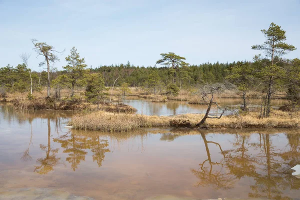 Национальный болотный парк в Латвии, Каньерис . — стоковое фото