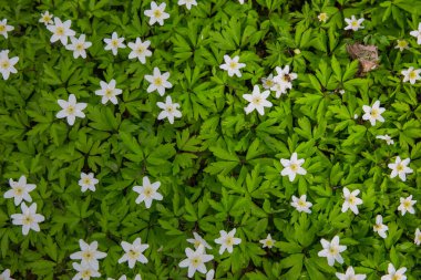 Beyaz çiçekler ve yeşil yapraklar wood adlı.