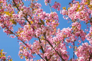 Zafer Parkı, Riga, Letonya, 2018. Sakura ağaçlar.