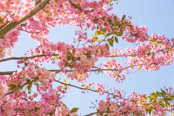 Victory park, Riga, Letonia, 2018. Sakura árboles . — Foto de Stock