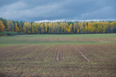 Valmiera Şehri, Letonya Cumhuriyeti. Sonbaharda çayır, ağaçlar. Seyahat 