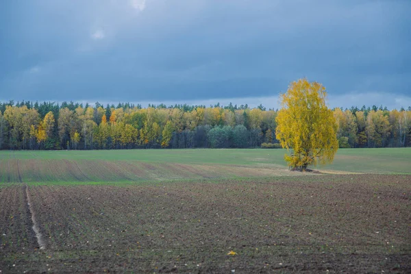 Stad Valmiera, Lettland. Äng på hösten, träd. Resor — Stockfoto