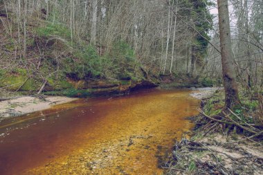 Cesis şehri, Letonya. Orman ve yaşlı ağaçlarla kaplanmış bir nehir. T