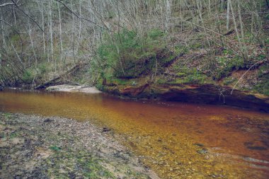 Cesis şehri, Letonya. Orman ve yaşlı ağaçlarla kaplanmış bir nehir. T