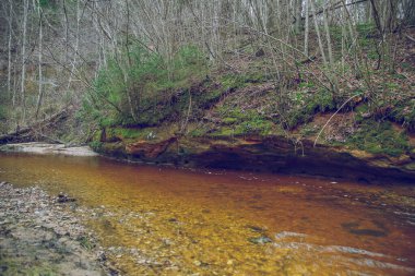 Cesis şehri, Letonya. Orman ve yaşlı ağaçlarla kaplanmış bir nehir. T