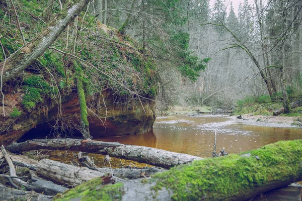 ( 영어 ) city cesis, Latvia. 숲 과 오래 된 나무들로 가득 찬 강입니다. T — 스톡 사진