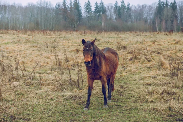ラトビアの都市セシス 牧草地や草の周りに馬の放牧 旅行写真 2019年11月18日 — ストック写真