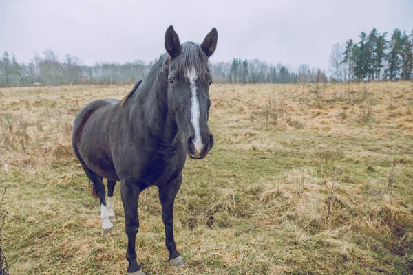 ラトビアの都市セシス 牧草地や草の周りに馬の放牧 旅行写真 2019年11月18日 — ストック写真