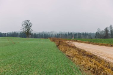 Cesis şehri, Letonya. Meşe ağacı ve sisli çayır.. 