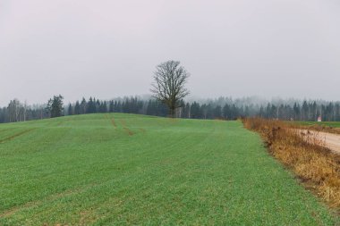 Cesis şehri, Letonya. Meşe ağacı ve sisli çayır.. 