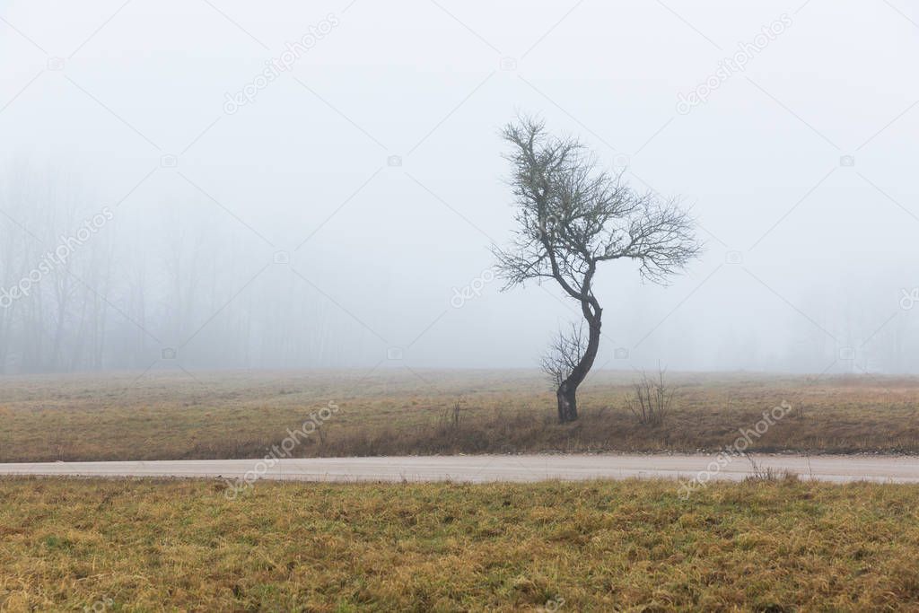 City Cesis, Latvia. Apple tree and meadow with fog. 
