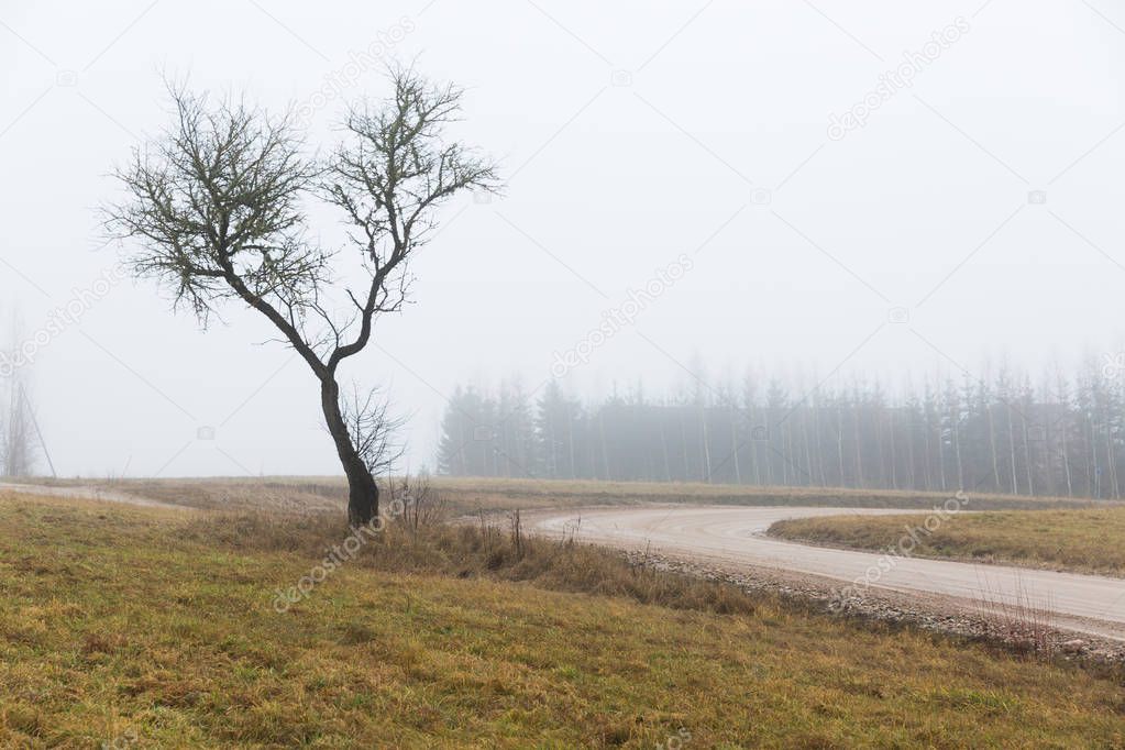 City Cesis, Latvia. Apple tree and meadow with fog. 
