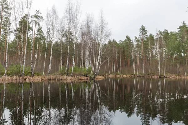 Stadt bergi, Lettland. See und Birke im Winter. — Stockfoto