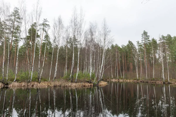 拉脱维亚伯吉市。冬季的湖泊和桦树. — 图库照片